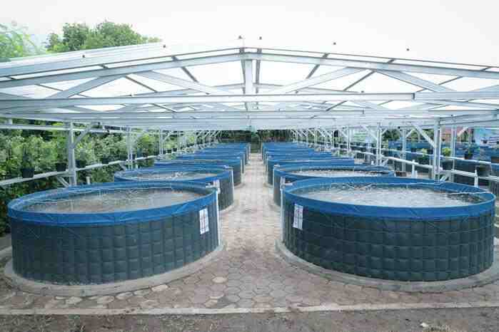 Kunci sukses bisnis budidaya ikan bioflok